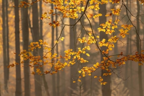 نور در عکاسی فصل پاییز